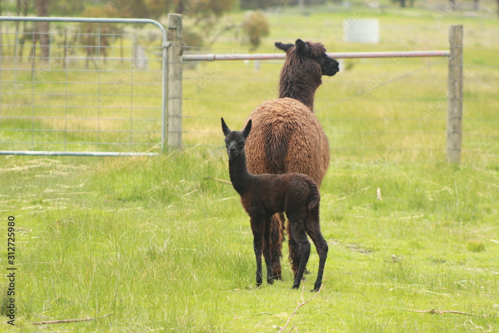 Fototapeta premium cute young adorable soft fluffy black colored baby Alpaca with its Mum and family on a family run Alpaca wool farm in regional Victoria, Australia