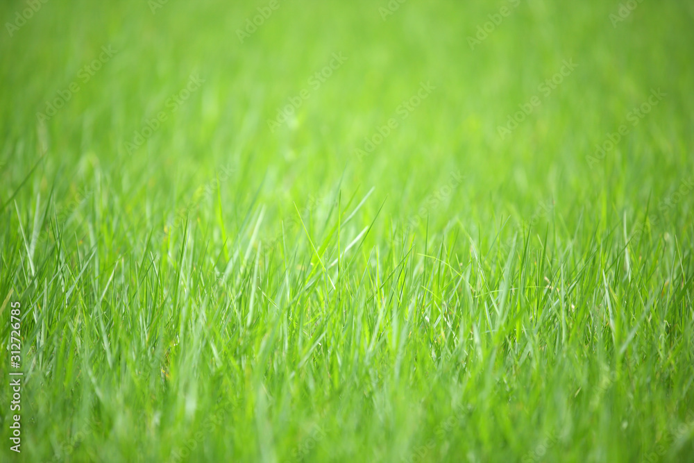 close up of fresh green grass background