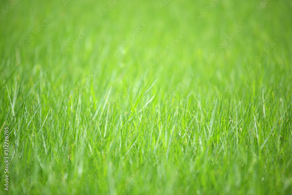 close up of fresh green grass background close up of fresh green grass background