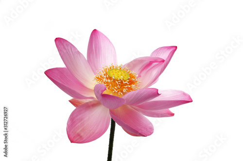 beautiful lotus flower isolated on white background.