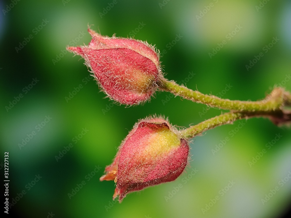 Obraz premium Beautiful colorful macro flower wild bloom floral in spring time blur background wildflower in botanical garden fresh pink white petal creative close up shoot with water drop
