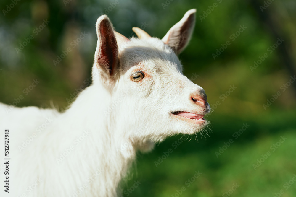 Fototapeta premium portrait of a goat