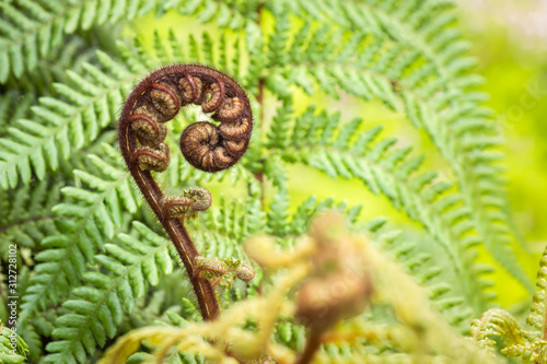 closeup of koru frond - New Zealand silver fern with blurred background and copy space photo