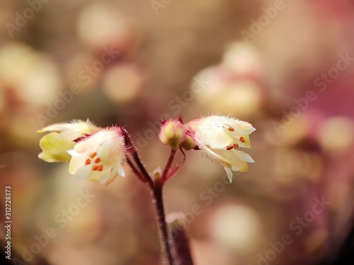 Beautiful colorful macro flower wild bloom floral in spring time blur background wildflower in botanical garden fresh pink white petal creative close up shoot with water drop 