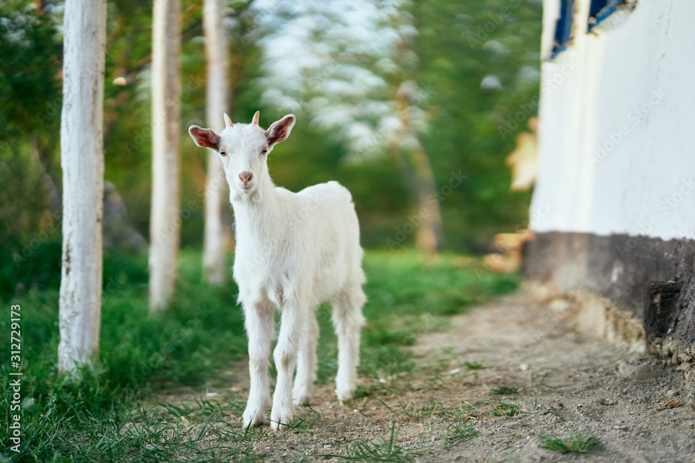 goat on green grass