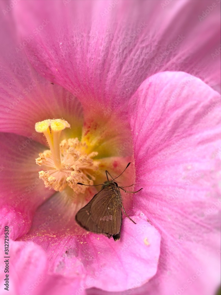 綺麗なピンクの花と地味な蝶 Stock Photo Adobe Stock