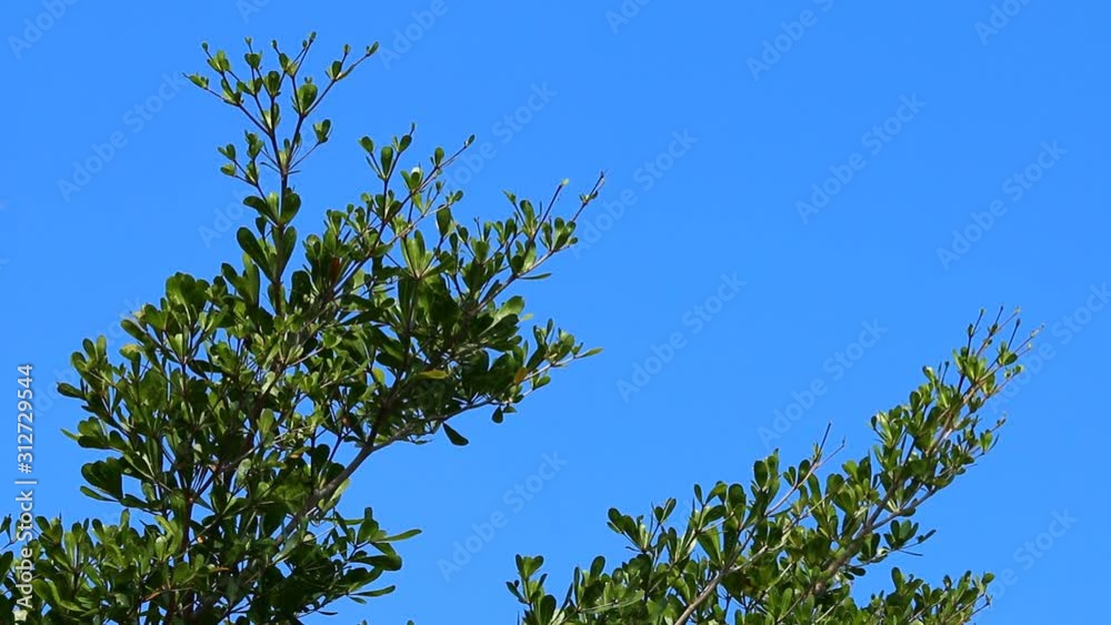 Leaves of tree with sunlight , Chiangmai Thailand Leaves of tree with sunlight , Chiangmai Thailand