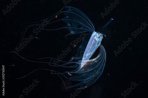 Ribbonfish Deep Sea Underwater Creature from Outer Space during Blackwater diving at Izu, Japan
