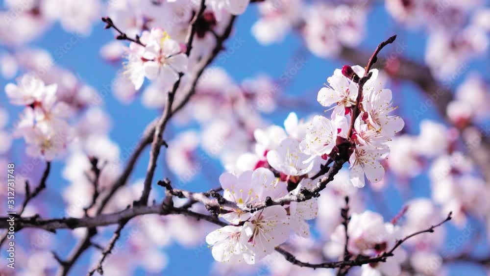 4K apricot flowers blooming in spring 4K apricot flowers blooming in spring