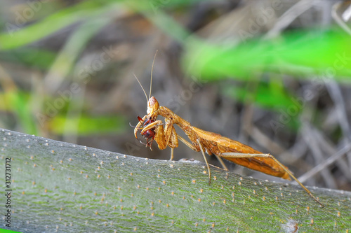 Close up of pair of Beautiful European mantis ( Mantis religiosa ) © blackdiamond67