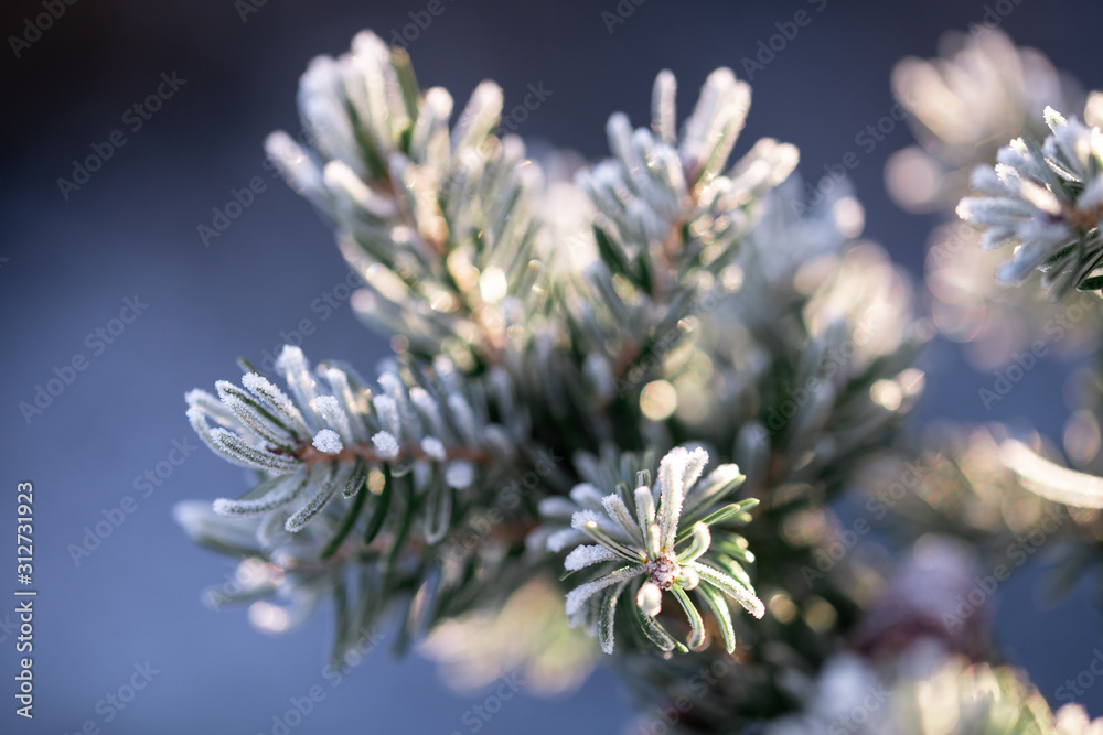 Wintertanne Wintertanne
