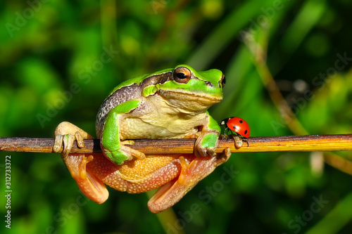 Beautiful Europaean Tree frog Hyla arborea - Stock Image