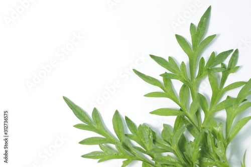 Cosmos leafs on a white isolated background with copy space