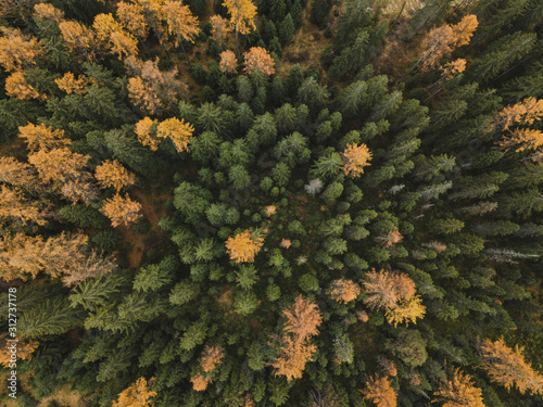 Autumn forest aerial top down view from above, fall season background with pine trees in November.
