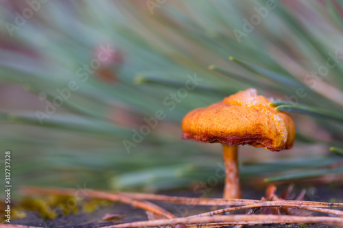 Mushroom in the forest