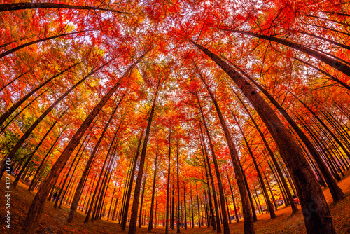 Nami island in the fall.The leaves are changing colors.Seoul korea.