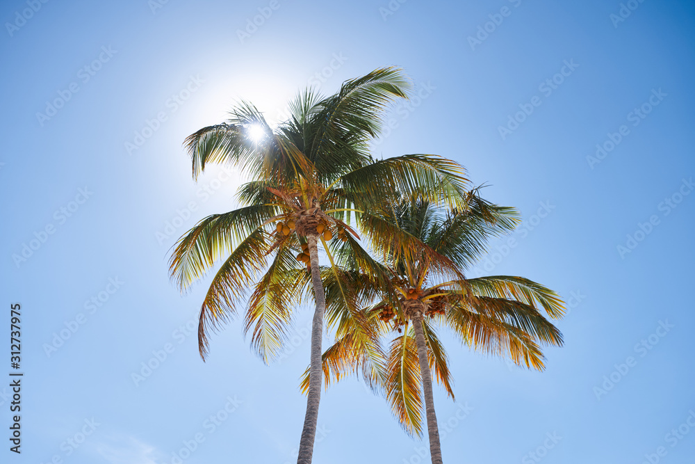 palm tree and blue sky