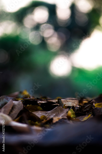 forest path