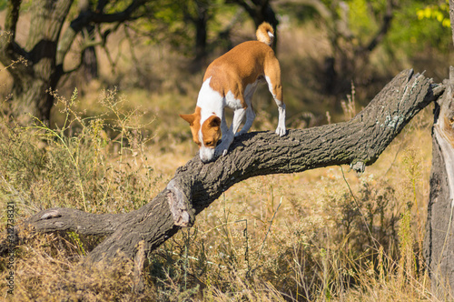 Fototapeta Naklejka Na Ścianę i Meble -  Wild Basenji strolling on a tree branch and looking anything to eat at sunny day