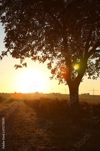Sunset or sunrise palatine vineyard and silhouette of tree