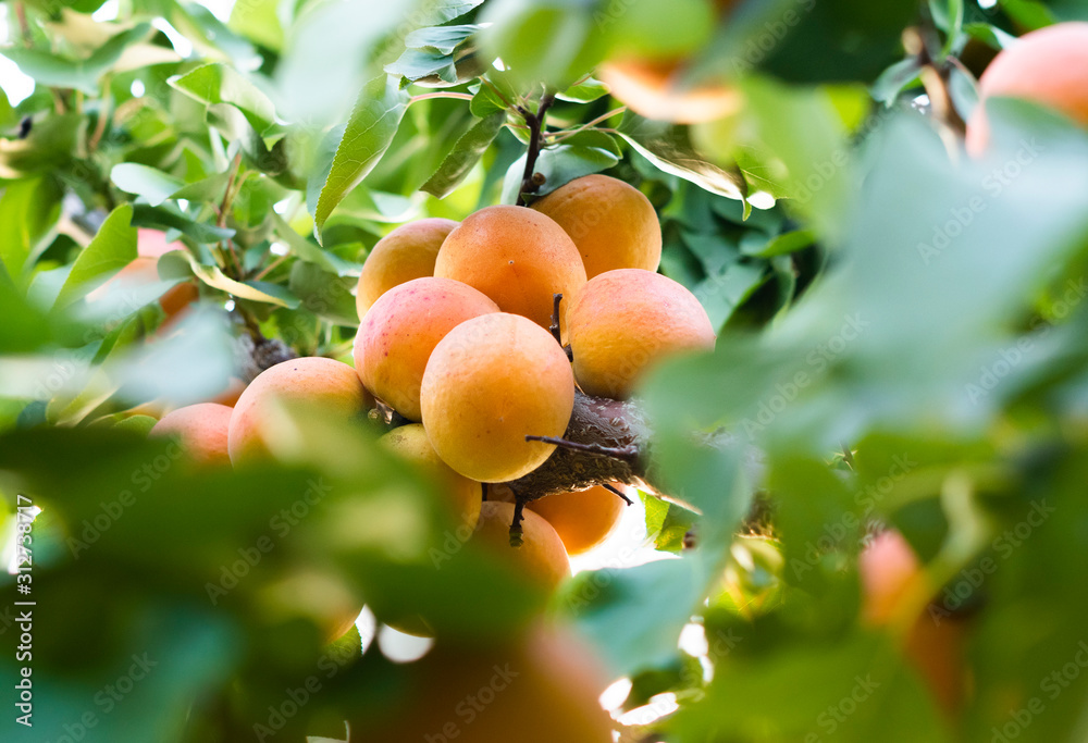Ripe apricots in the orchard Ripe apricots in the orchard