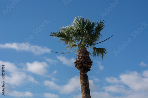blue sky and palm tree and leaves