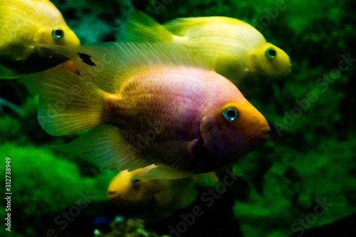 fishes in an aquarium