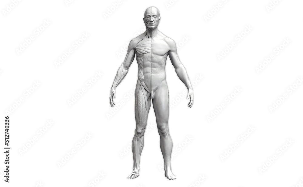 Human body anatomy of a man in a front view isolated in white background -  3d render Stock Illustration | Adobe Stock