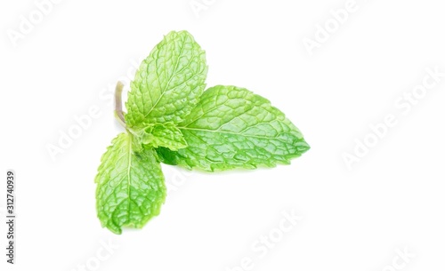 Pudina Leaf or Mint Leaves on white background