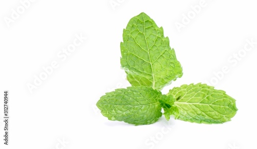 Pudina Leaf or Mint Leaves on white background