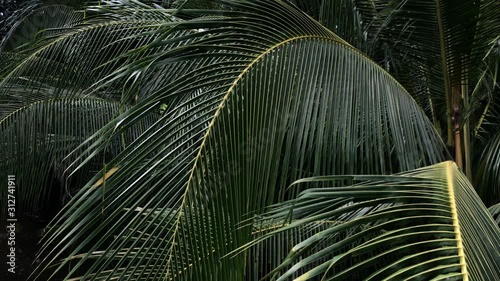 Close up green palm leaves in the evening time. Green leaf at the garden on dark tone. Soft and selective focus. Flora of rainforest. Beauty of tropical plants. Copy space