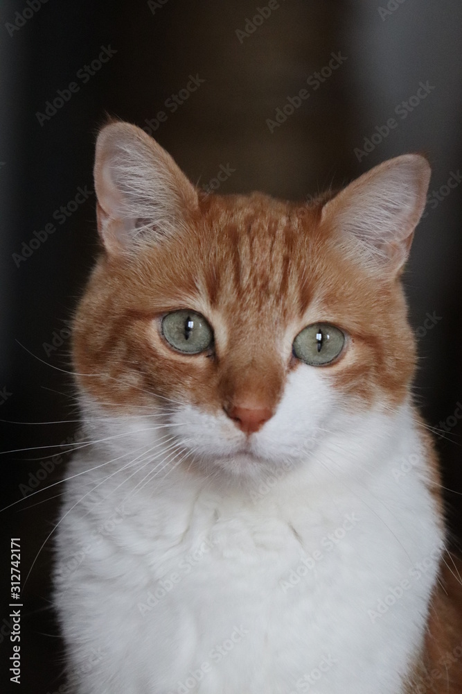 Domestic cat face closeup in a house. Domestic cat face closeup in a house.