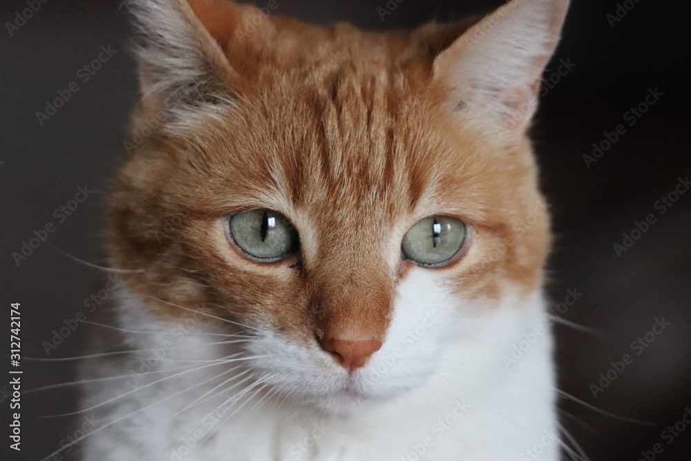 Domestic cat face closeup in a house. Domestic cat face closeup in a house.