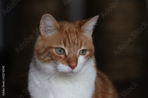 Domestic cat face closeup in a house.