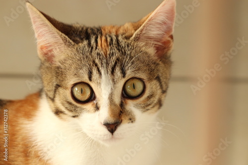 Fototapeta Naklejka Na Ścianę i Meble -  Domestic cat face closeup in a house.