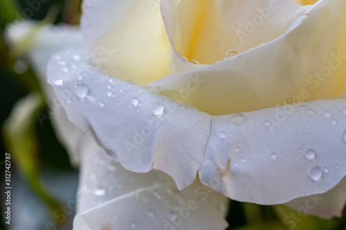 Tau auf weißer Rose - ganze Blüte - Nahaufnahme