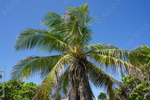 Carribean palm tree