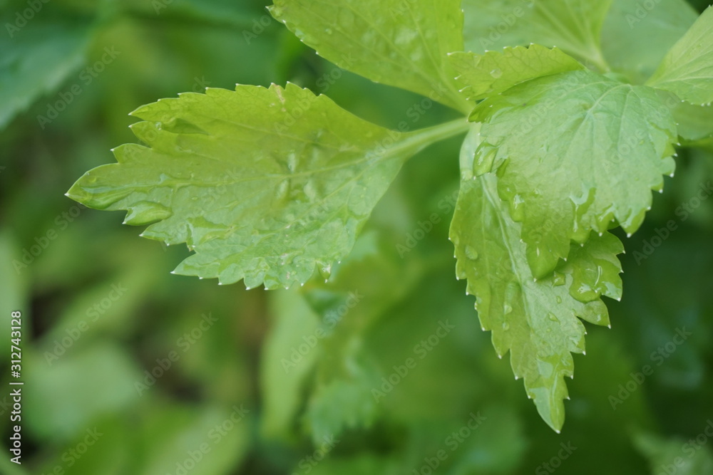 green leaf with water drops