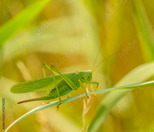 long horned grasshopper crawling in grass