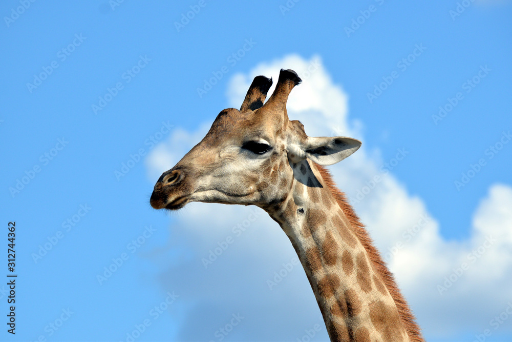Naklejka premium giraffe in the chobe national park (botswana)