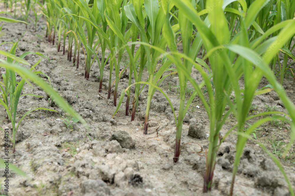 Fototapeta premium Rows of green corn (maize) growing on the dry ground