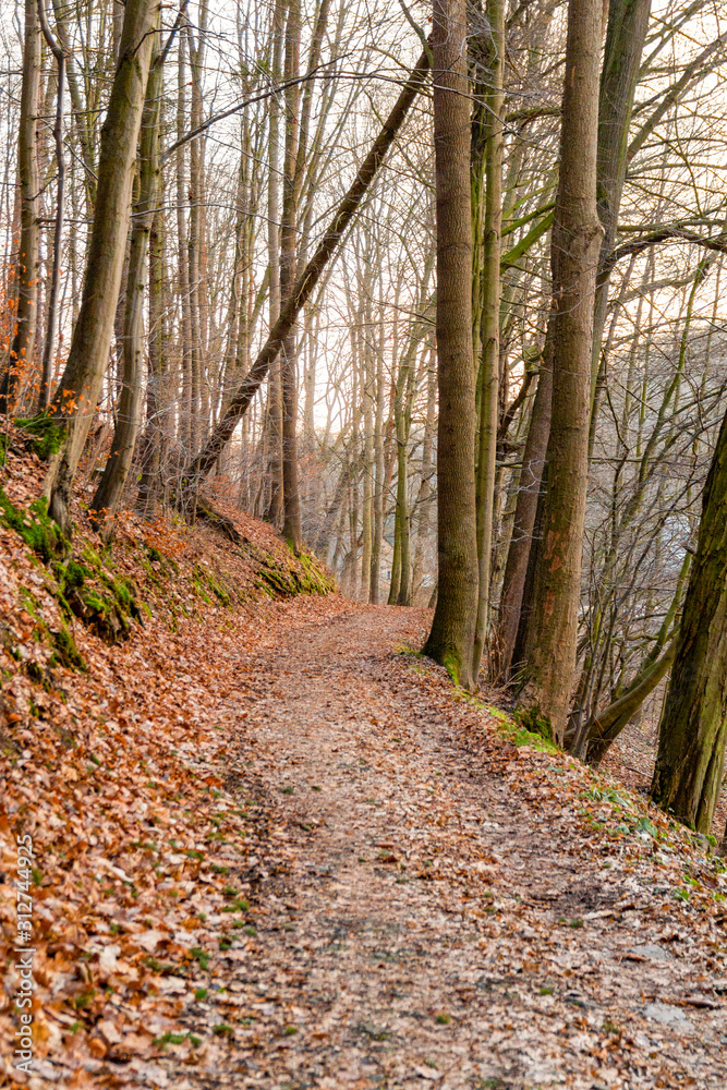 Waldweg im Herbst im Elstertal Waldweg im Herbst im Elstertal