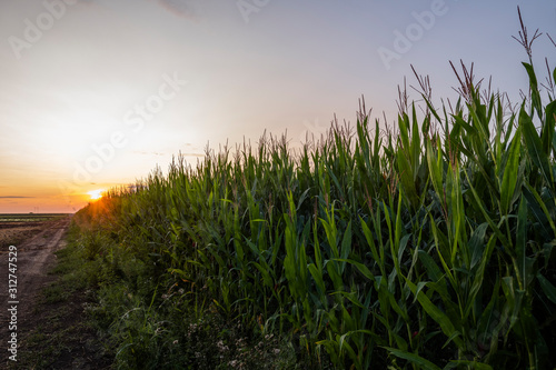 Green corn field at dusk.