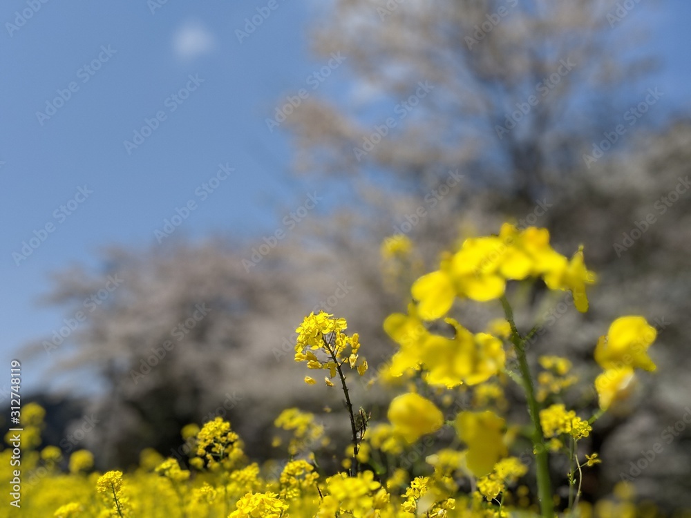 field of yellow flowers