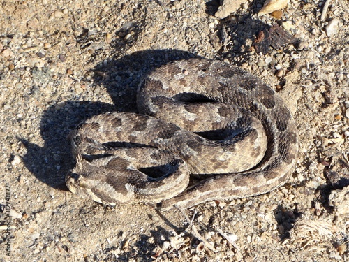 Many-horned adder snake in Namibia.
