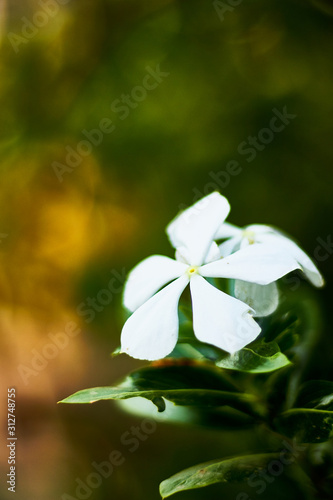 Close up shot of White Crape Jasmine Or Pinwheel Flower (Tabernaemontana pandacaqui) photo