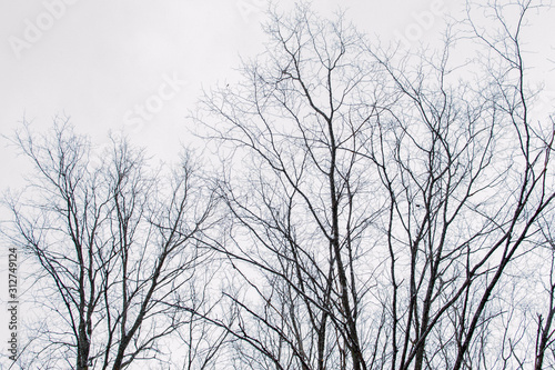 Tops and branches of trees on a gray background of the sky
