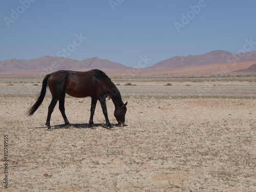 Garub "wild horse" grazing in southern Namibia.