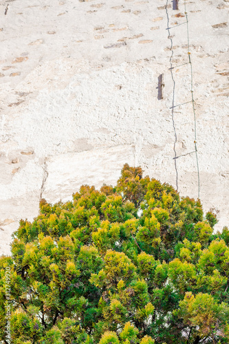 green tree on the wall