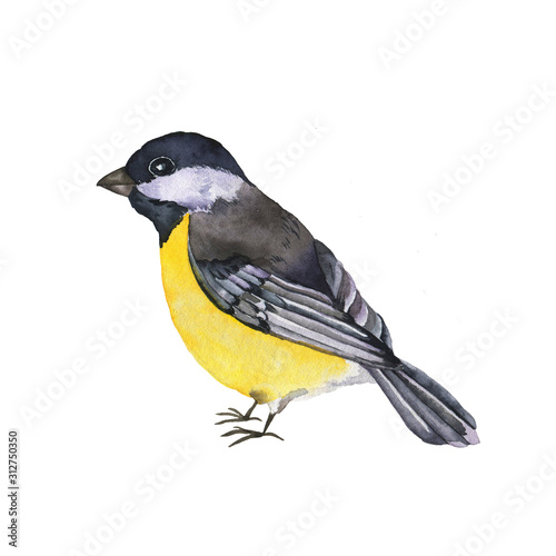 Titmouse bird isolated on white background. Hand drawn watercolor illustration.